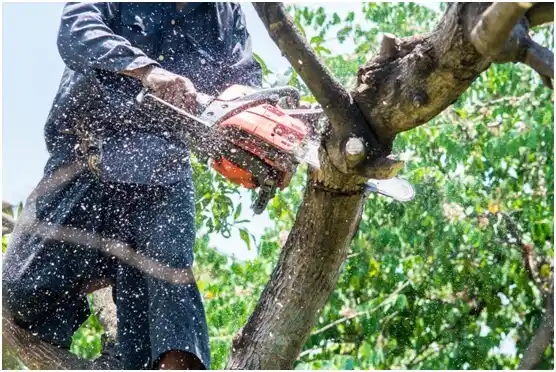 tree services Simonton